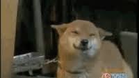 Wagging Tail Gifs Get The Best Gif On Gifer Now, we put the cat in a box with electrodes, and carpet, tie its tail down, and generate infinite energy. wagging tail gifs get the best gif on