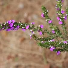 Image result for Muraltia