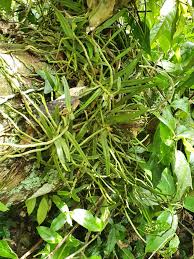Image result for Tridactyle filifolia