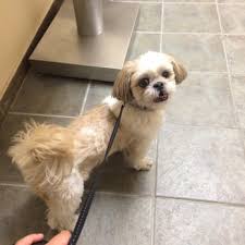 Pet care when and where you need it. Verg Veterinary Emergency And Referral Group 83 Photos 455 Reviews Veterinarians 196 4th Ave Gowanus Brooklyn Ny Phone Number Yelp