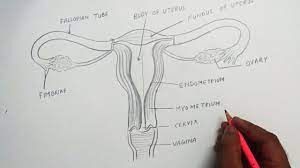 Do you happen to have drawings with the placenta, too? How To Draw Female Reproductive System Easily Step By Step Youtube