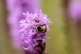 Image result for Callilepis laureola