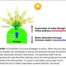Morphological Characteristics Of Cactus Stem And Trichomes A Download Scientific Diagram