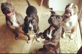 Critters also make a great first pet for children wanting an animal companion to call their own. Those Dog People Dog People Positive Dog Training Dogs
