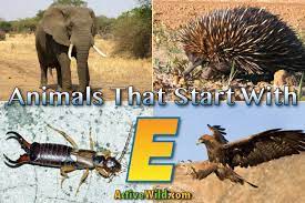 Names of animals starting with e | infographic. Animals That Start With E List With Pictures And Facts Find Animals Beginning With E