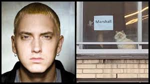 Girl asks cat from saamne wali khidki its name. Twitter dies laughing at  epic reply