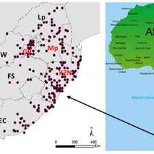 Image result for Hypoxis kilimanjarica