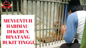 Kebun binatang di bukittinggi bernama taman margasatwa dan budaya kinantan. Bukittinggi Zoo Indahnya Kebun Binatang Di Kota Bukittinggi Youtube