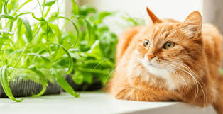 La Constipation Chez Le Chat