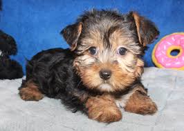 The health of your puppy is our primary concern which that's the reason we give a 5 years warranty on all our puppies and we also give a life time support because we care about our. Morkie Puppies For Sale Long Island Puppies