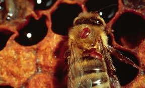Resultado de imagen para ABEJA CON VARROA