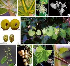 Image result for Vitaceae