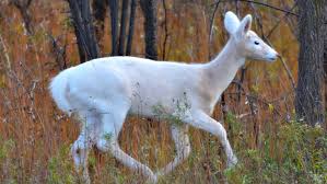Image result for half deer half human children art