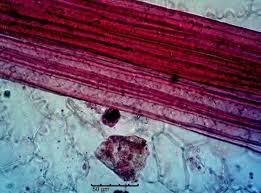 Image result for Coccinia barteri