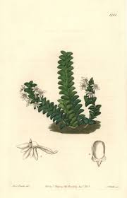 Image result for Angraecum distichum