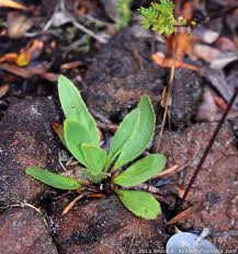 Image result for Plantaginaceae