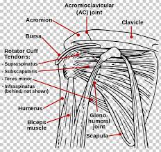 Maybe you would like to learn more about one of these? Rotator Cuff Tear Rotator Cuff Injury Muscle Shoulder Png Clipart Angle Area Arm Black And White