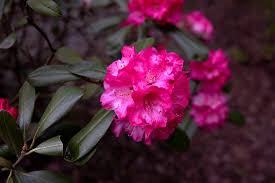 Readily available to deciduous tree. Rhododendron Oregon Pink Free Photo On Pixabay
