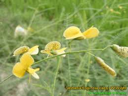 Image result for Aeschynomene sp. B