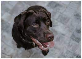 pin on dogs