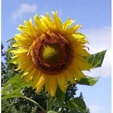 Daunnya juga tumbuh berukuran besar. Benih Bunga Matahari Raksasa Early Russian Sunflower Oleh Suncarose Di Jakarta