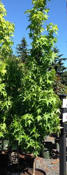 (1.2 m) tall after about 10 years. Ten Trees And Shrubs For A Small City Garden Seattle S Favorite Garden Store Since 1924 Swansons Nursery