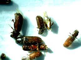 Since 1988, affordable pest control inc. Swat Team Pest Control