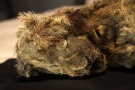 We did not find results for: Filhote De Leao Das Cavernas De 28 Mil Anos E Encontrado Praticamente Intacto Na Siberia