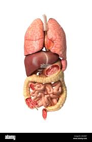 Image result for internal organs