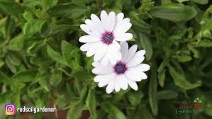 Image result for Osteospermum monocephalum