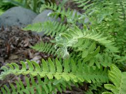 Image result for Woodsiaceae