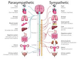 Image result for Sympathetic Nervous System