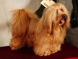 Havanese Havanese Bichon Cute Dogs