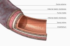 Heart arteries arteries and veins simple heart diagram science diagrams physical education lessons a level biology critical care nursing nursing notes circulatory system. Artery Structure Function And Disease