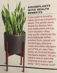 House Plants With Health Benefits Plant Benefits Spider Plant Benefits Potted Plants Outdoor