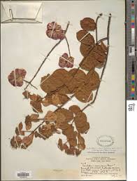 Image result for Combretum cinereopetalum