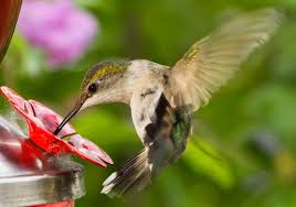 Hummingbirds need abundant nectar and insects for adequate food, but when the temperatures drop and the days are cold and frozen, there are no food sources available for these flying jewels. When Is Hummingbird Migration