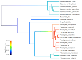 Image result for Polyceratocarpus