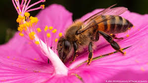 Use to kill ivies and weeds like poison ivy, poison oak, and poison sumac, as well as invasive vines and shrubs like kudzu and wild blackberry. Study Shows Glyphosate May Be Killing Honeybees Environment All Topics From Climate Change To Conservation Dw 24 09 2018