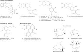 Image result for Annickia ambigua