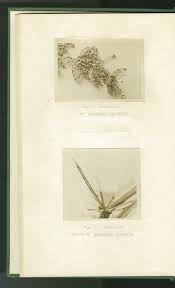 Image result for Asparagus minutiflorus