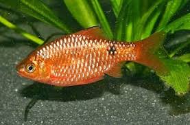 Ikan hias, terlebih ikan badut terkenal sebagai komoditas budidaya yang potensial untuk bisnis ekspor.fenomena pasar bebas semakin menggairahkan pasar ikan hias internasional.peluang ini harus di manfaatkan oleh insonesia. Peluang Usaha Ikan Hias Air Tawar Tabloid Peluang Usaha
