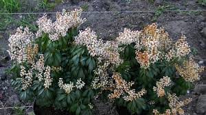 Image result for Pieris japonský bonfire obrázek