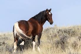 Public domain stock image. Wild horses wild mustangs mustangs ...