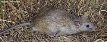 I said yes, she then sent me a picture of a pair wolf paws tattooed on her tits. Rats Northwest Center For Alternatives To Pesticides