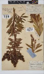 Image result for Brachylaena ilicifolia