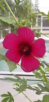 Image result for Hibiscus cannabinus