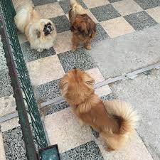 Oncu Petshop Taylanin Yeri Pet Store In Yenimahalle