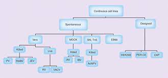 Animal cell culture based vaccines. Cell Culture Based Viral Vaccines Current Status And Future Prospects Future Virology