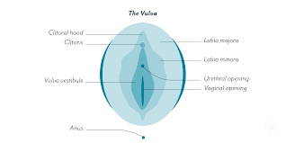 clitoris female pleasure anatomy diagram definition